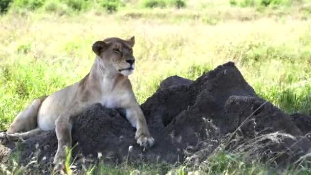 Singa betina di gundukan rayap melihat ke arah kamera di serengeti — Stok Video