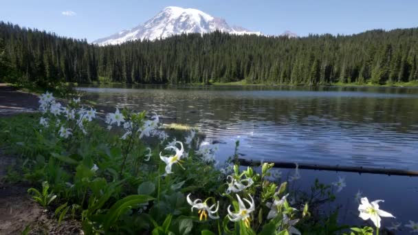 Lirios de avalancha en el lago de reflexión en el parque nacional mt lluvia — Vídeos de Stock