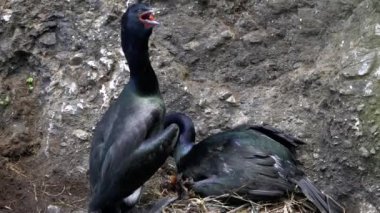 Olimpiyat Ulusal Parkı 'ndaki bir uçurumda yuva yapan karabatak çifti.