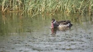 Serengeti Ulusal Parkı 'nda kırmızı gagalı bir deniz mavisi.