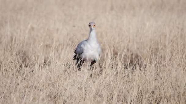 Zpomalené sledování záběru sekretářky ptáka v národním parku Serengeti — Stock video