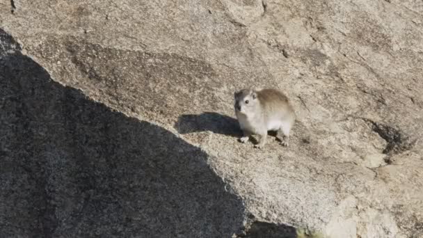 Skalní hyrax vyhřívající se v ranním slunci v národním parku Serengeti — Stock video