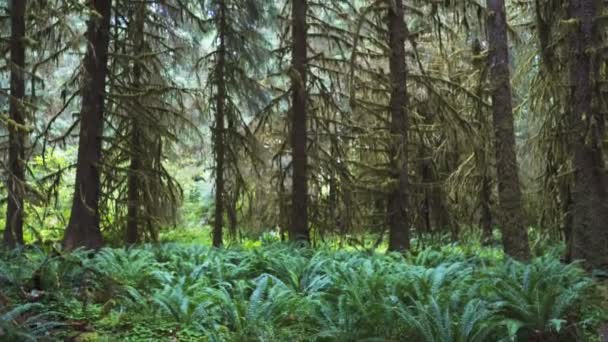 奥运国家公园呼之欲出的热带雨林中的蕨类和云杉 — 图库视频影像