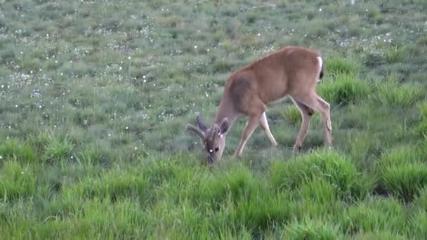 A young deer with velvet antlers grazing at hurricane ridge in the olympic national park — Stock Video