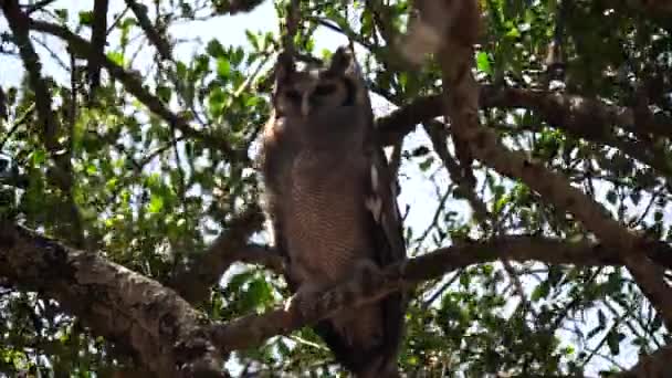 Búho Águila Grandes Verreaux Descansando Árbol Parque Nacional Serengeti Tanzania — Vídeo de stock