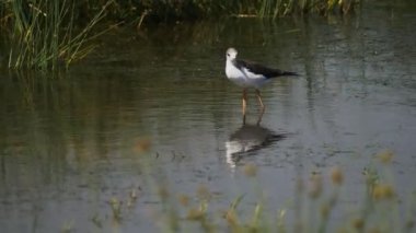 Serengeti Np 'de beslenen siyah kanatlı bir stil.
