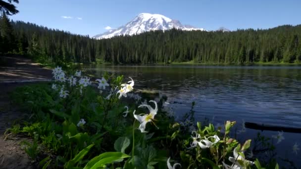 Närbild av laviner liljor vid reflektionssjö i mt regnigare nationalpark — Stockvideo