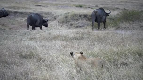 Tre bufali africani guardano un leone perseguitarli a Masai Mara in Kenya — Video Stock