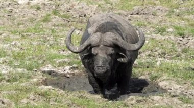 Masai Mara, Kenya 'da çamurda debelenen Afrika bufalosu.