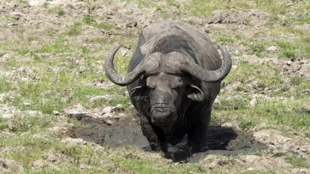 African buffalo standing in a mud wallow at masai mara, kenya — Stock Video