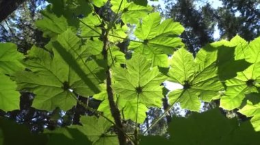 Şeytanlar kulübü Marymere 'deki Olimpik Ulusal Parkı' na düşüyor.