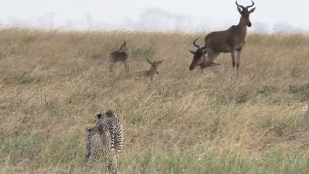 Primer plano de un par de guepardos acechando antílopes en el parque nacional Serengeti — Vídeos de Stock