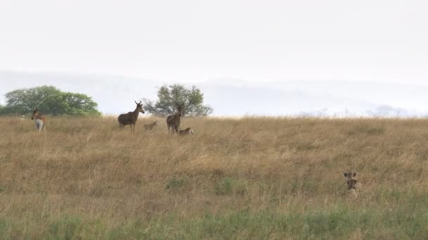 Parę gepardów oglądających karmiące hartebeest w Serengeti — Wideo stockowe