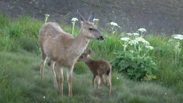 Fawn tries to suckle from its mother at hurricane ridge on olympic peninsula — Stock Video