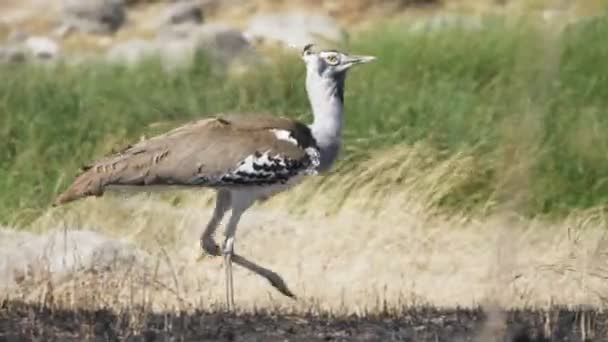 4K 60p sledování záběru kori bustard ptáka v národním parku Serengeti — Stock video