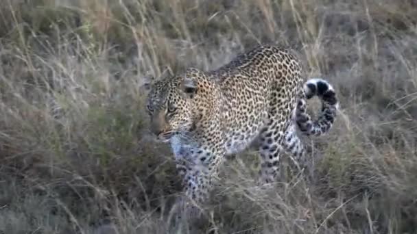 Nahaufnahme eines Leoparden, der sich direkt dem Masai Mara Nationalreservat nähert — Stockvideo