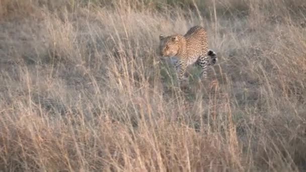 Kamerafahrt eines Leoparden am Morgen im Masai-Mara-Nationalpark — Stockvideo