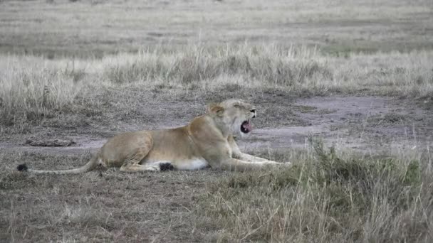 Lejonhonan gäspar på Masai Mara i kenya — Stockvideo