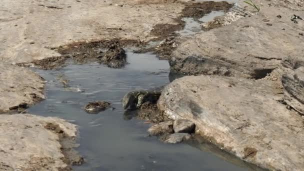 Spårning skott av en Nilen monitor ödla på masai mara nationella reserv — Stockvideo