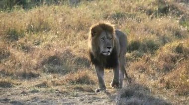 Sırtı yanan bir erkek aslanın gündoğumu fotoğrafı Masai Mara Milli Bankası 'nda kameraya doğru yürüyor.