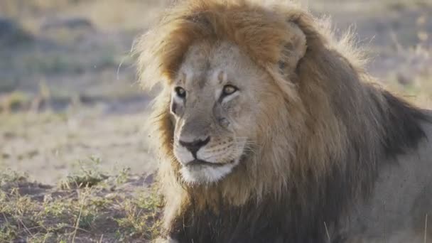 Tiro de cerca de un león macho en Serengeti — Vídeos de Stock