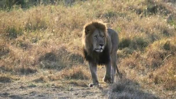 Nascer do sol tiro de um leão macho iluminado nas costas caminhando em direção à câmera na reserva nacional masai mara — Vídeo de Stock