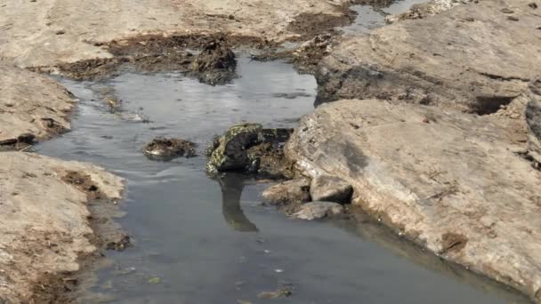 Nilen monitor ödla på Masai mara nationella reserven i kenya — Stockvideo