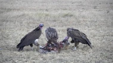 Masai Mara Ulusal Bankası 'nda üç akbaba bir leşle beslenir.