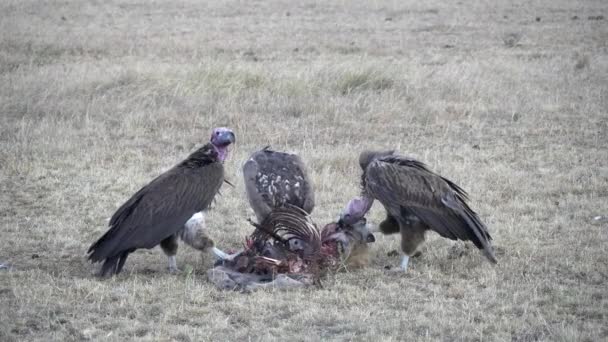 Three vultures feed on a carcass at masai mara national reserve — Stock Video