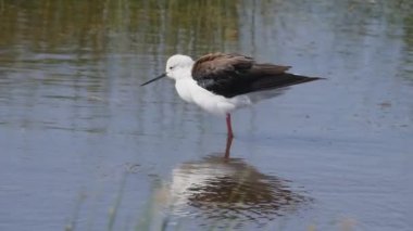 Serengeti Ulusal Parkı 'nda kanat çırpan siyah kanatlı bir kanadın yavaş çekim klipsi.