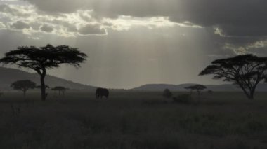 Serengeti Milli Parkı 'nda öğleden sonra güneşinin aydınlattığı bir fil ve akasya ağacına zum yap