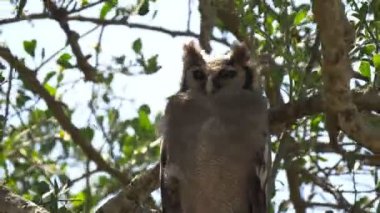 Serengeti Ulusal Parkı 'ndaki bir Verreauxs kartal baykuşunun 4K görüntüsü.