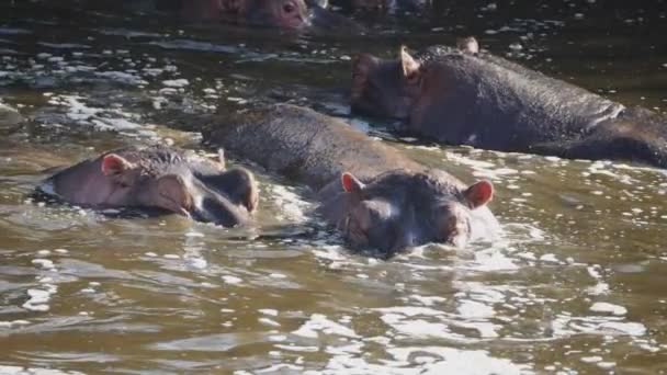 Toma en cámara lenta de un rebaño de hipopótamos sumergido en una piscina de río en el parque nacional Serengeti — Vídeos de Stock