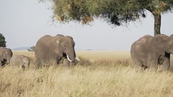 Uma manada de elefantes a passar pela árvore em Serengeti — Vídeo de Stock