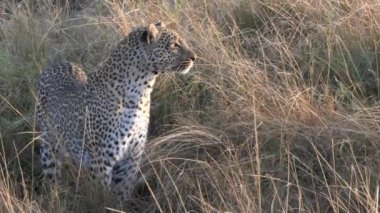 Yakın plan leopar Masai Mara 'ya bakıyor.
