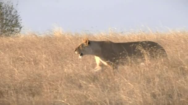 マサイマラ国立保護区の長い草の中を歩く雌ライオンの日没の追跡ショット — ストック動画