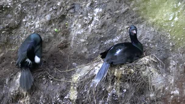 Un cormorán pelágico se sienta en un nido de la cara del acantilado mientras su compañero se prepara en halago del cabo en la península olímpica — Vídeos de Stock