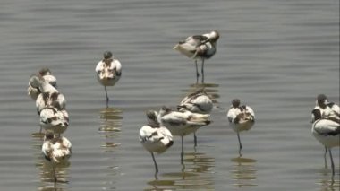 Avocet sürüsü Serengeti 'de bir göl kenarında uyuyor.