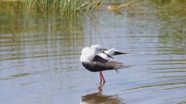 Serengeti Milli Parkı 'nda siyah kanatlı bir stiwing' in 180p yavaş çekim klibi.