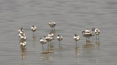 Serengeti 'de göl kenarında uyuyan bir avocet sürüsünün geniş bir görüntüsü.
