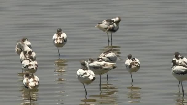 Flock avocet sover vid en sjö kant i serengeti — Stockvideo