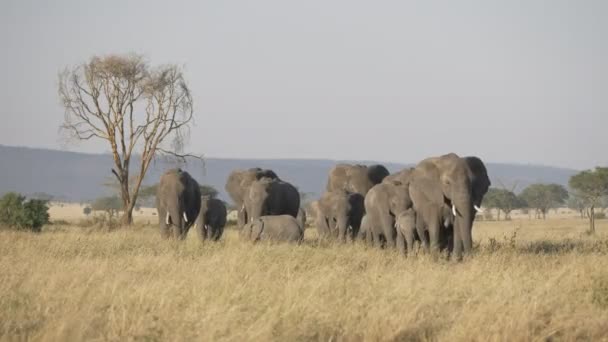 Serengeti 'de bir fil sürüsü kameraya doğru yürüyor. — Stok video