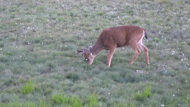 Young stag deer with velvet antlers grazing at hurricane ridge in the olympic national park — Stock Video