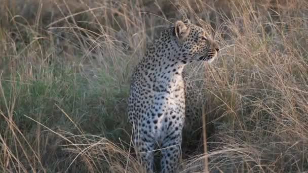 Close shot van een luipaard zittend en kijkend overheen masai mara nationaal reservaat in kenya — Stockvideo