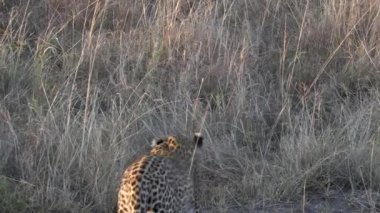 Masai Mara Milli Bankası 'nda kameradan uzaklaşan bir leoparın izleme görüntüsü.