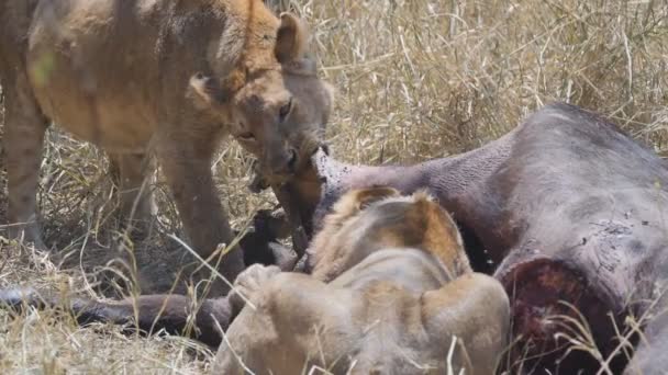 180p tiro em câmera lenta de leoa puxando a pele de um búfalo matar no parque nacional serengeti — Vídeo de Stock