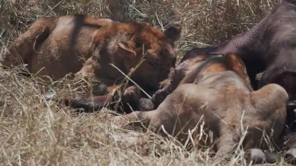 Close-up clip van leeuwen voeden op een buffel bij serengeti — Stockvideo