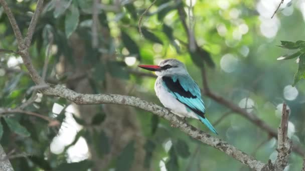 Primo piano colpo di un martin pescatore boschivo a Masai Mara in Kenya — Video Stock