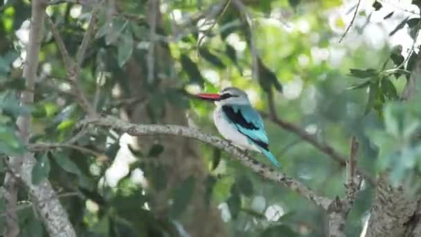 Széles lövés egy erdészeti kingfisher a masai mara, Kenya — Stock videók