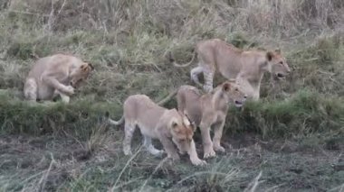 Kenya Masai Mara 'daki aslan yavrularının gururu.